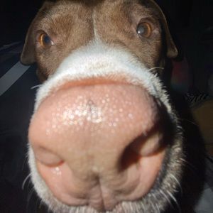 Meet your Posher, Amber